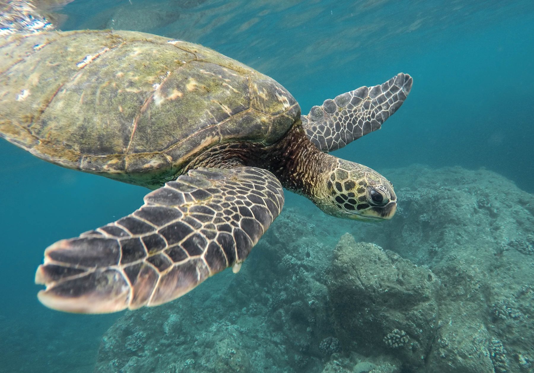 A green sea turtle gliding over the reef near Coki Beach and Coral World